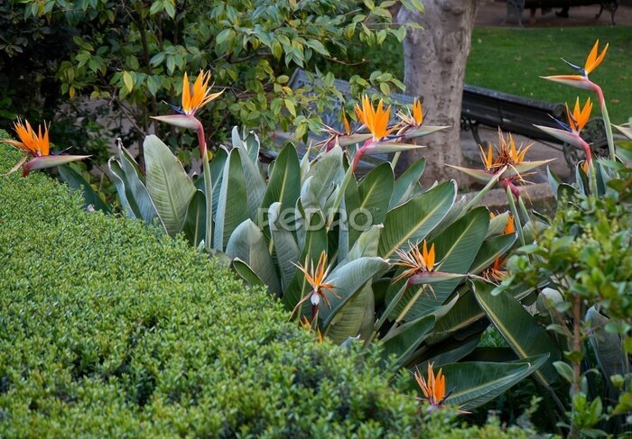 Papier peint  Beautiful Red and Orange Bird of Paradise Flowers (Strelitzia Reginae) in Santiago, Chile.