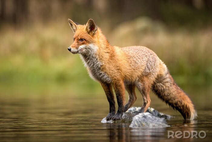 Papier peint  Beautiful red fox standing on a few stones over the water surface. Very focused on its prey. Pure natural wildlife photo. Ready to hunt.