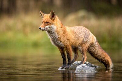 Papier peint  Beautiful red fox standing on a few stones over the water surface. Very focused on its prey. Pure natural wildlife photo. Ready to hunt.