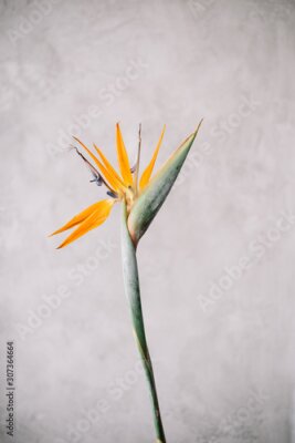 Papier peint  Beautiful single Strelitzia flower on the grey wall background, close up view 