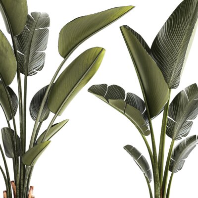 Papier peint  Beautiful Strelitzia and banana palm plants in flower pots on a white background