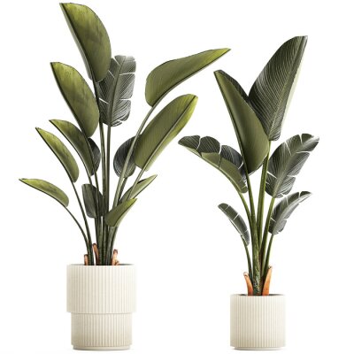 Papier peint  Beautiful Strelitzia and banana palm plants in flower pots on a white background