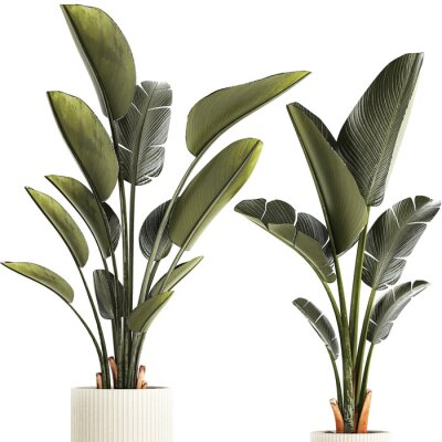 Papier peint   Beautiful Strelitzia and banana palm plants in flower pots on a white background