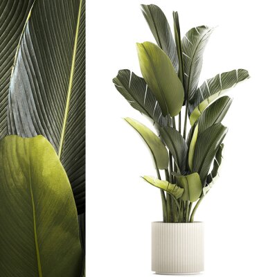 Papier peint  Beautiful Strelitzia and banana palm plants in flower pots on a white background