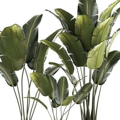 Papier peint   Beautiful Strelitzia and banana palm plants in flower pots on a white background