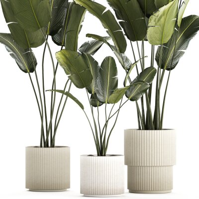 Papier peint  Beautiful Strelitzia and banana palm plants in flower pots on a white background