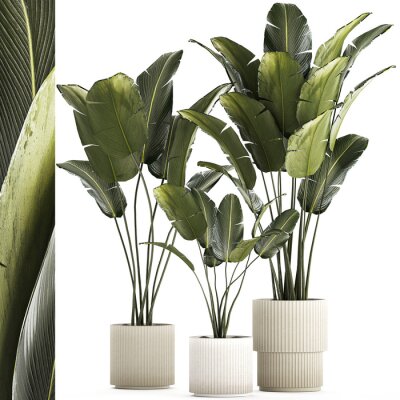 Papier peint   Beautiful Strelitzia and banana palm plants in flower pots on a white background