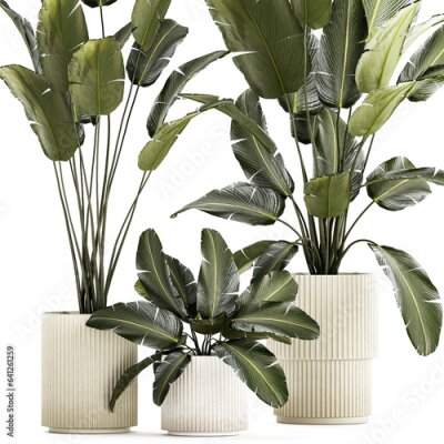 Papier peint  Beautiful Strelitzia and banana palm plants in flower pots on a white background