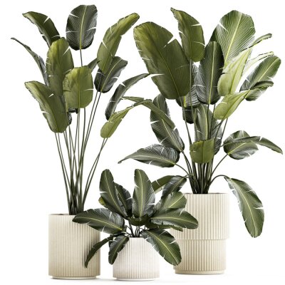 Papier peint  Beautiful Strelitzia and banana palm plants in flower pots on a white background