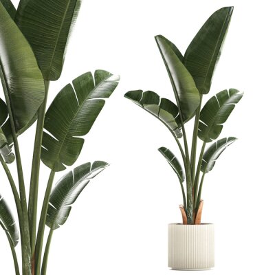 Papier peint  Beautiful Strelitzia and banana palm plants in flower pots on a white background