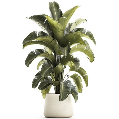 Papier peint   Beautiful Strelitzia and banana palm plants in flower pots on a white background