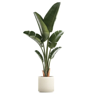 Papier peint   Beautiful Strelitzia and banana palm plants in flower pots on a white background