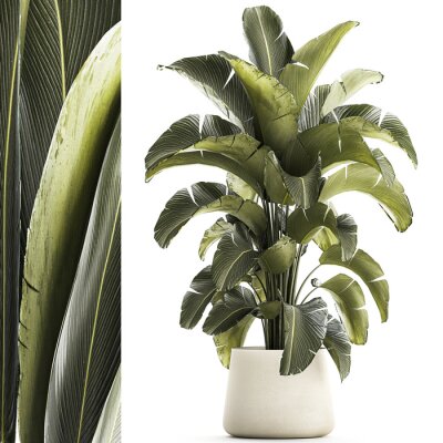 Papier peint  Beautiful Strelitzia and banana palm plants in flower pots on a white background