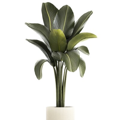 Papier peint  Beautiful Strelitzia and banana palm plants in flower pots on a white background