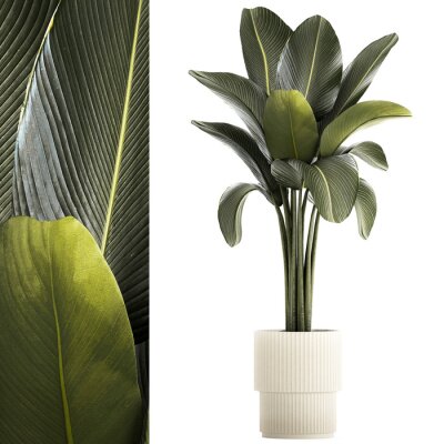 Papier peint   Beautiful Strelitzia and banana palm plants in flower pots on a white background