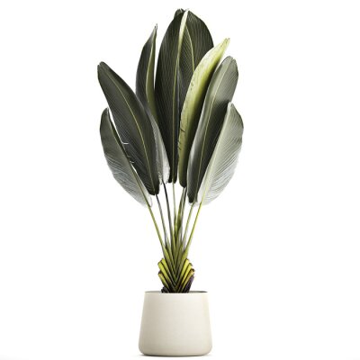 Papier peint  Beautiful Strelitzia and banana palm plants in flower pots on a white background