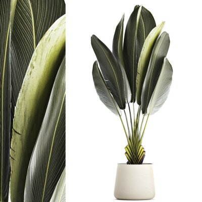 Papier peint   Beautiful Strelitzia and banana palm plants in flower pots on a white background
