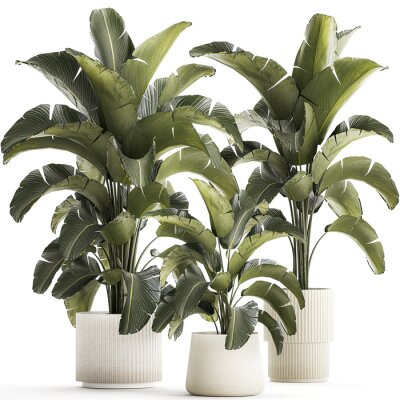 Papier peint  Beautiful Strelitzia and banana palm plants in flower pots on a white background