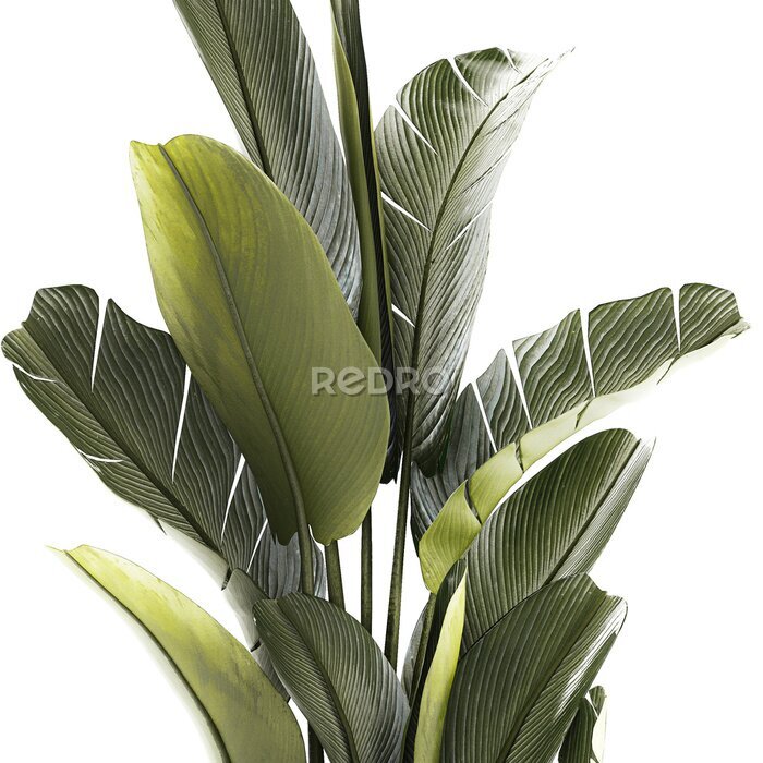 Papier peint   Beautiful Strelitzia and banana palm plants in flower pots on a white background
