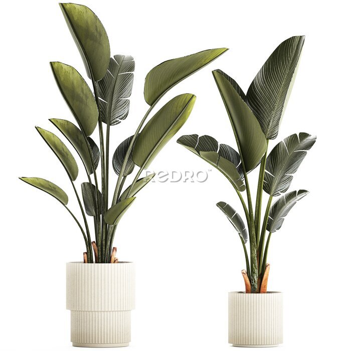 Papier peint  Beautiful Strelitzia and banana palm plants in flower pots on a white background