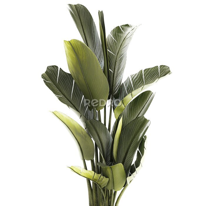 Papier peint  Beautiful Strelitzia and banana palm plants in flower pots on a white background