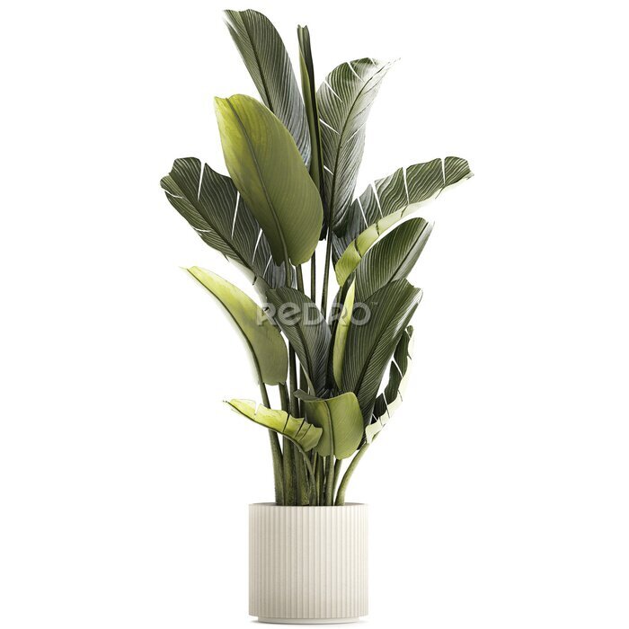 Papier peint   Beautiful Strelitzia and banana palm plants in flower pots on a white background