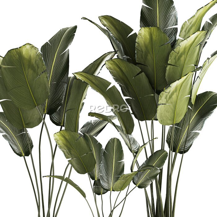 Papier peint   Beautiful Strelitzia and banana palm plants in flower pots on a white background