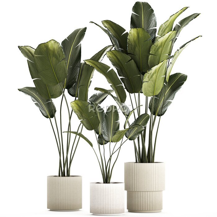 Papier peint   Beautiful Strelitzia and banana palm plants in flower pots on a white background