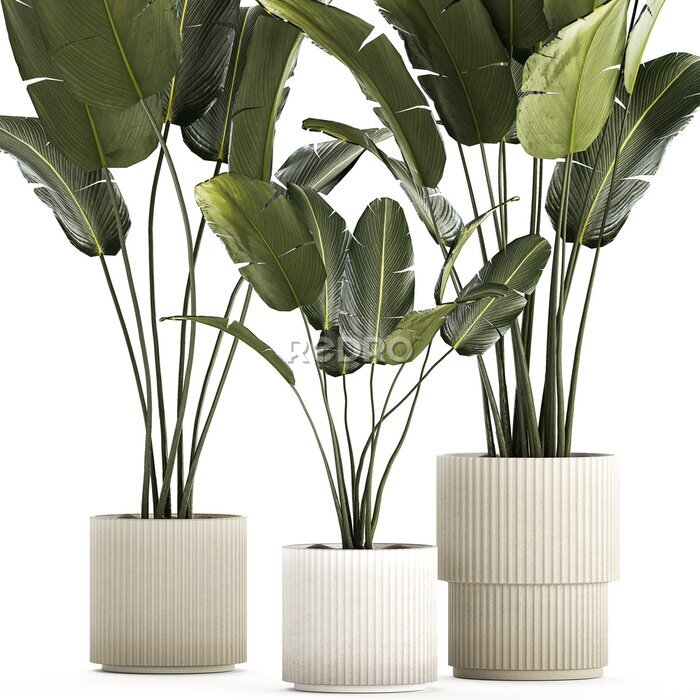 Papier peint  Beautiful Strelitzia and banana palm plants in flower pots on a white background