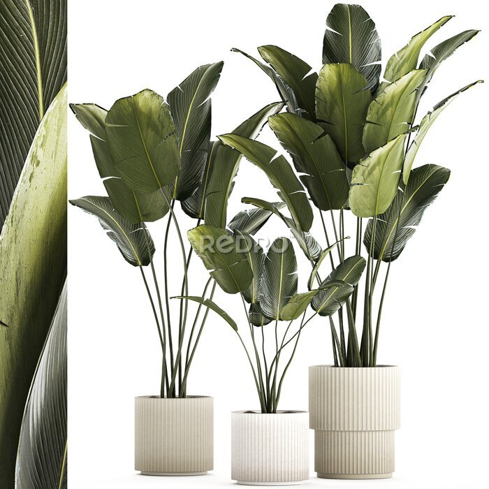 Papier peint   Beautiful Strelitzia and banana palm plants in flower pots on a white background