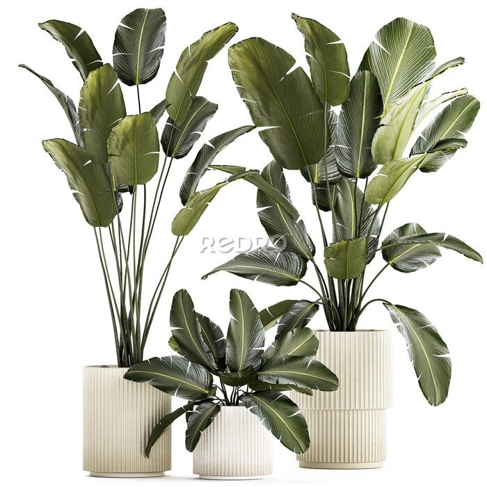 Papier peint  Beautiful Strelitzia and banana palm plants in flower pots on a white background