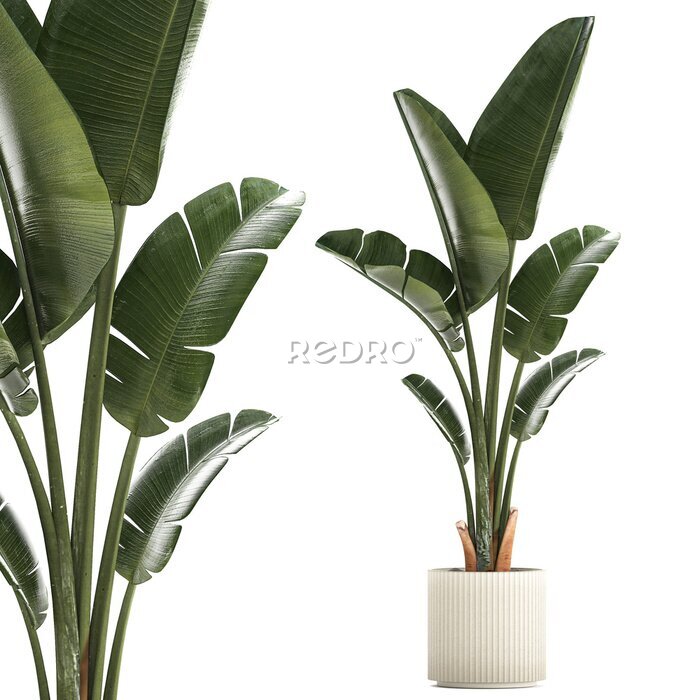Papier peint  Beautiful Strelitzia and banana palm plants in flower pots on a white background