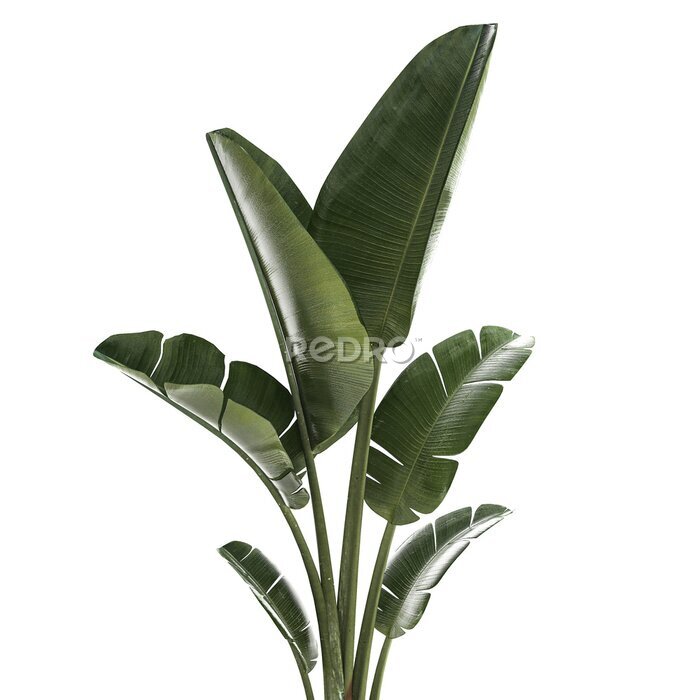 Papier peint  Beautiful Strelitzia and banana palm plants in flower pots on a white background