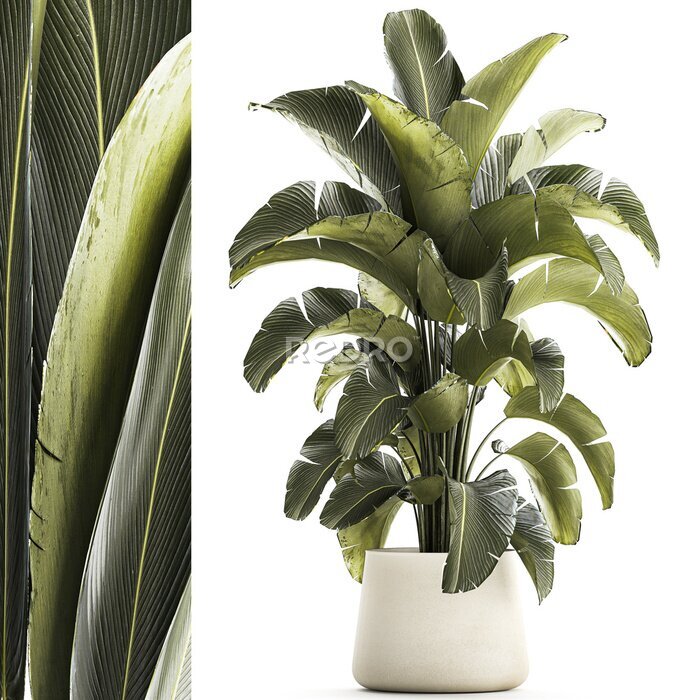 Papier peint  Beautiful Strelitzia and banana palm plants in flower pots on a white background