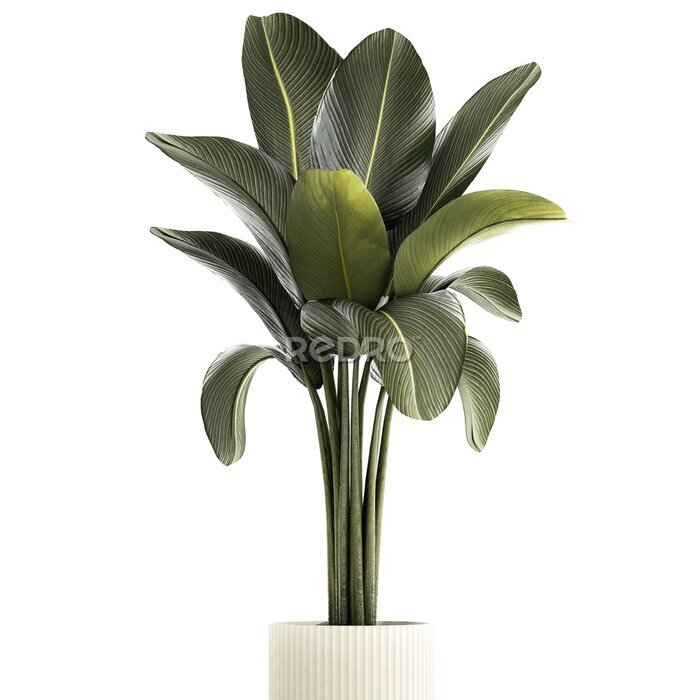 Papier peint  Beautiful Strelitzia and banana palm plants in flower pots on a white background