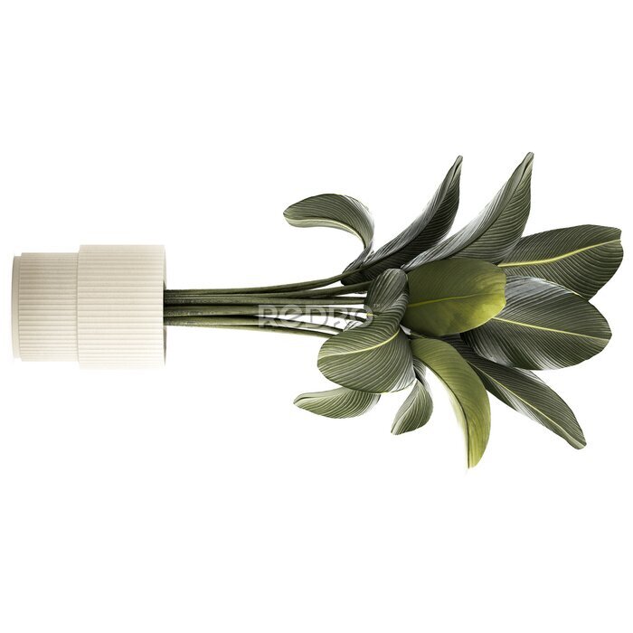 Papier peint  Beautiful Strelitzia and banana palm plants in flower pots on a white background