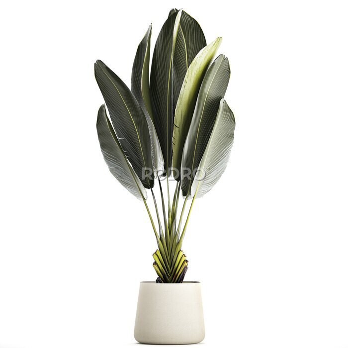 Papier peint  Beautiful Strelitzia and banana palm plants in flower pots on a white background