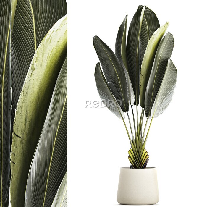 Papier peint   Beautiful Strelitzia and banana palm plants in flower pots on a white background