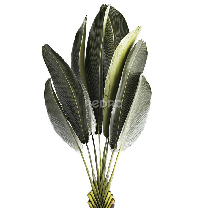 Papier peint  Beautiful Strelitzia and banana palm plants in flower pots on a white background