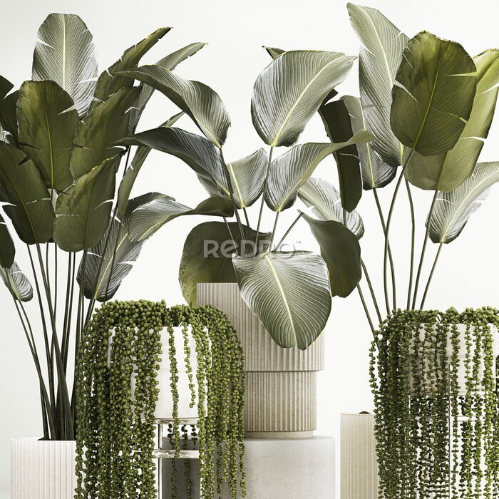 Papier peint  Beautiful Strelitzia and Calathea lutea plants in a flower pot on a white background