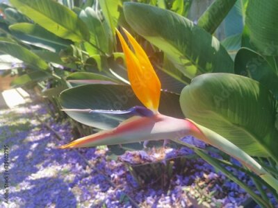 Papier peint  Beautiful strelitzia bloom in orange pink and blue with foliage