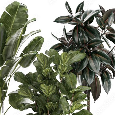 Papier peint  Beautiful Strelitzia Ficus lyrata plants in flower pots