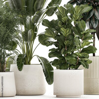 Papier peint  Beautiful Strelitzia Ficus lyrata plants in flower pots