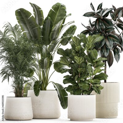 Papier peint  Beautiful Strelitzia Ficus lyrata plants in flower pots