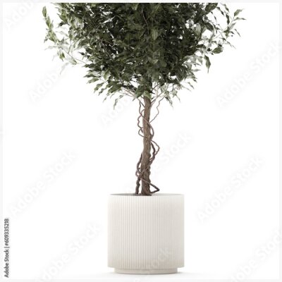 Papier peint   Beautiful Strelitzia Ficus lyrata plants in flower pots