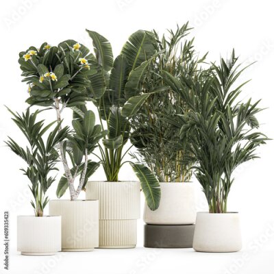 Papier peint   Beautiful Strelitzia Ficus lyrata plants in flower pots