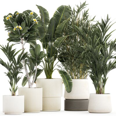 Papier peint   Beautiful Strelitzia Ficus lyrata plants in flower pots