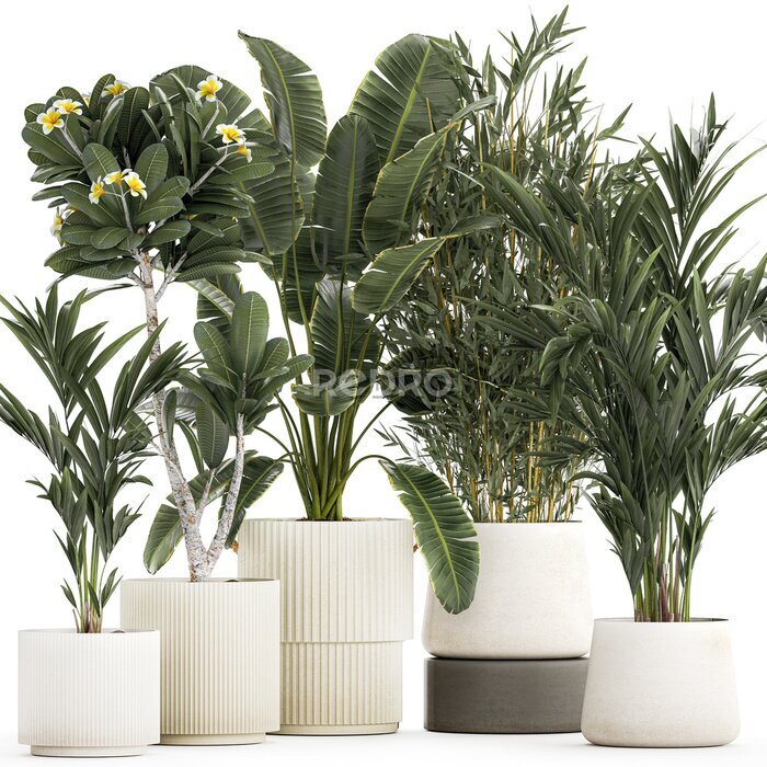 Papier peint   Beautiful Strelitzia Ficus lyrata plants in flower pots