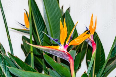 Papier peint  Beautiful Strelitzia flower