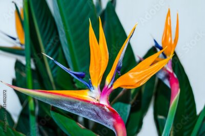 Papier peint  Beautiful Strelitzia flower